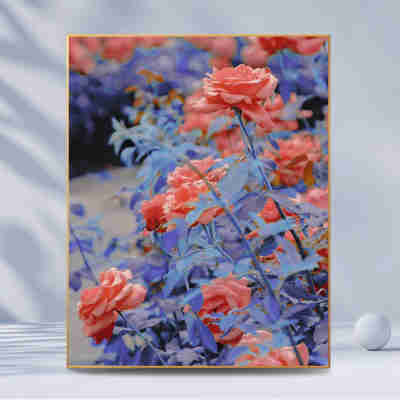 Y25E【玫瑰跟月季】数字油画diy手工填色简约花卉唯美油彩装